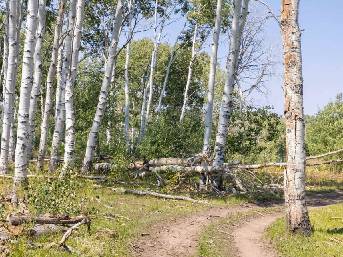 Middle Mountain Ridge photo 6