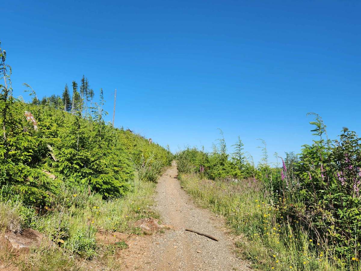 Larch Trail East photo 2