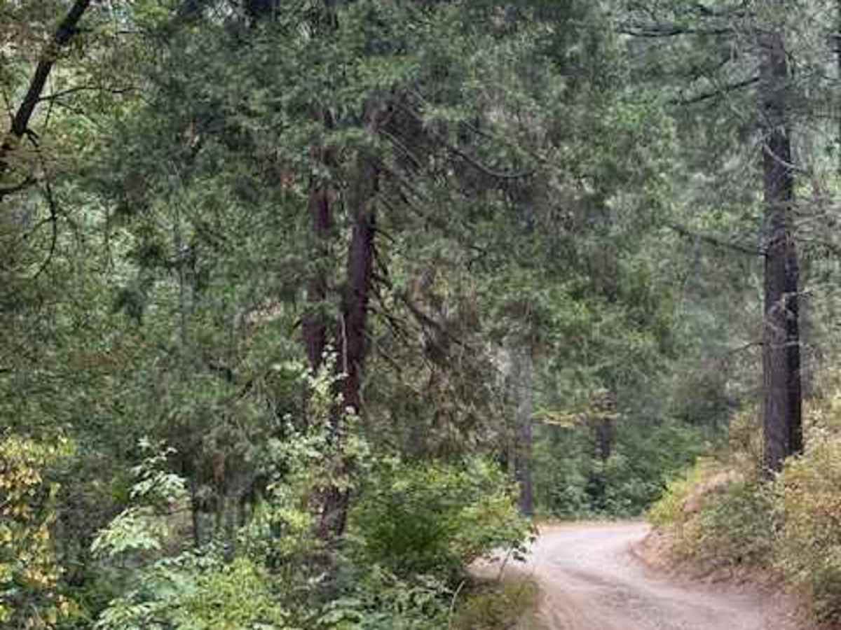 Payette Trail - FS 970 trail photo
