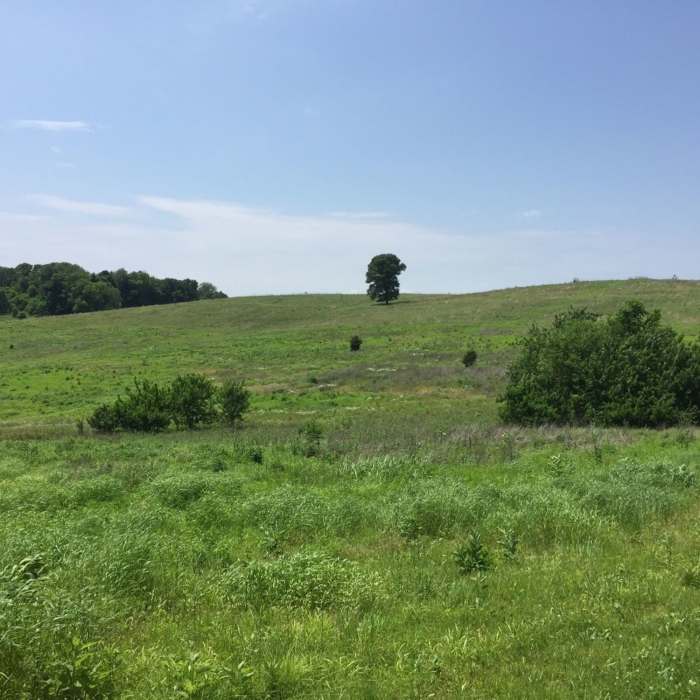 Near Tanyard Trail