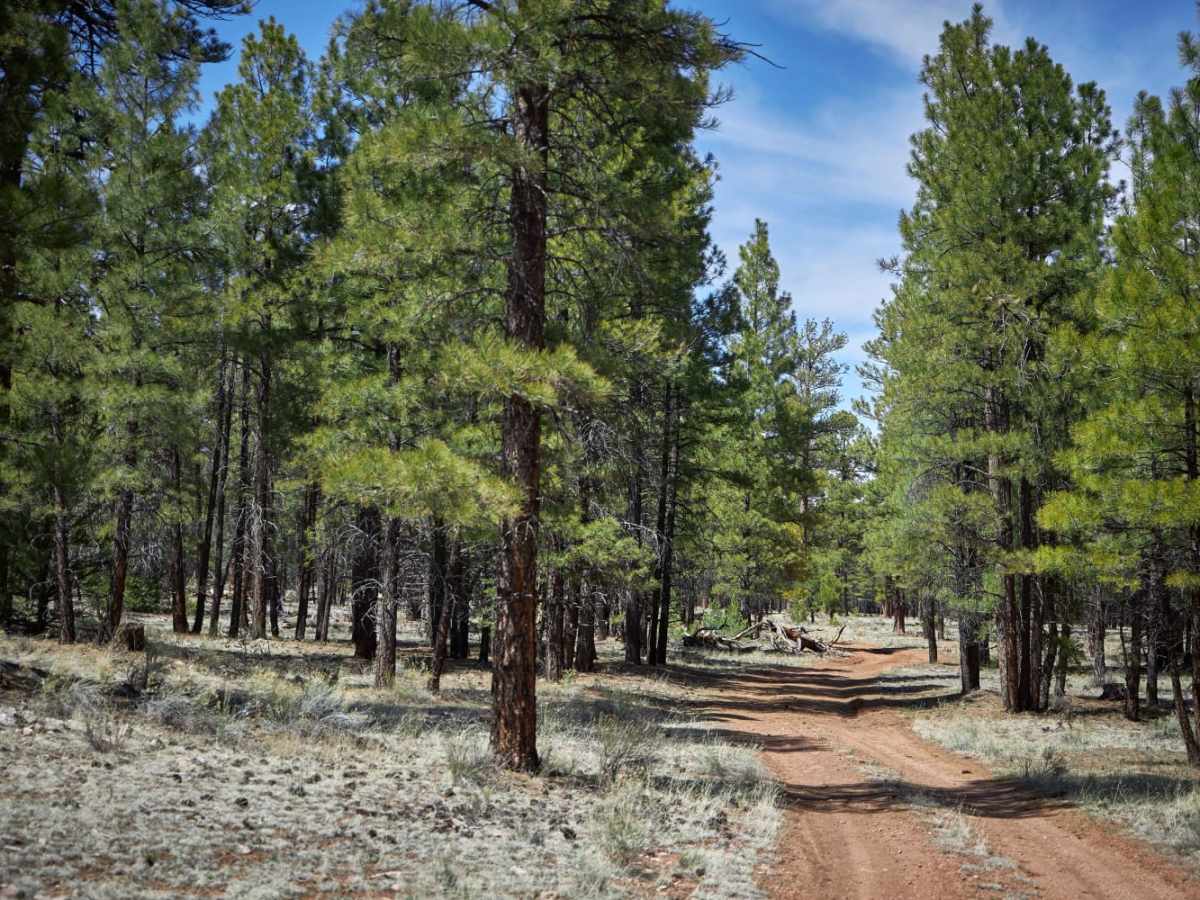 902 Road trail photo