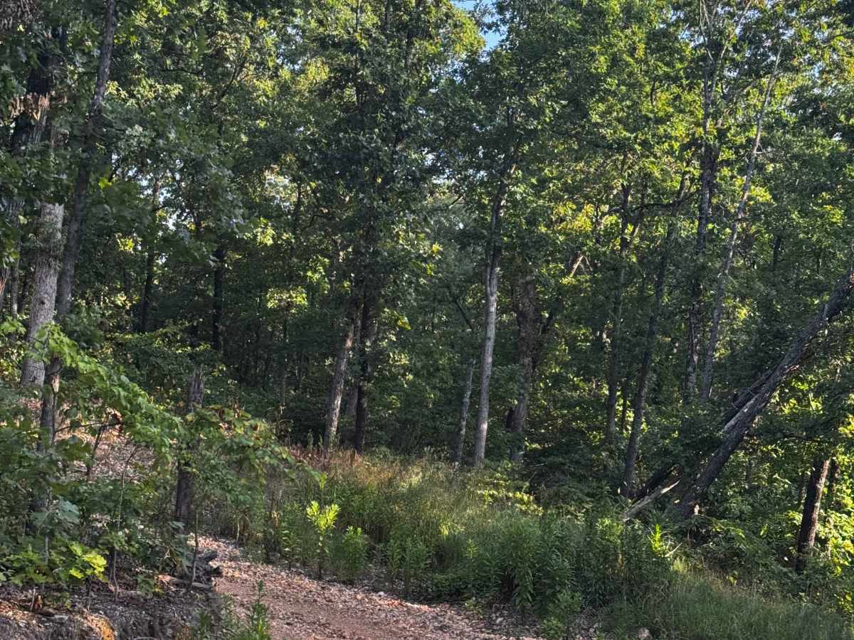 Main Track Cut Thru 2 trail photo