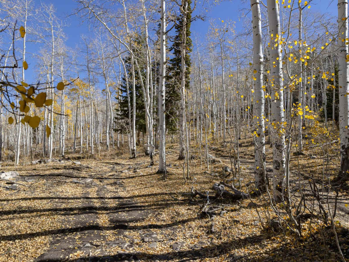 Clear Creek-Woods Lake photo 5