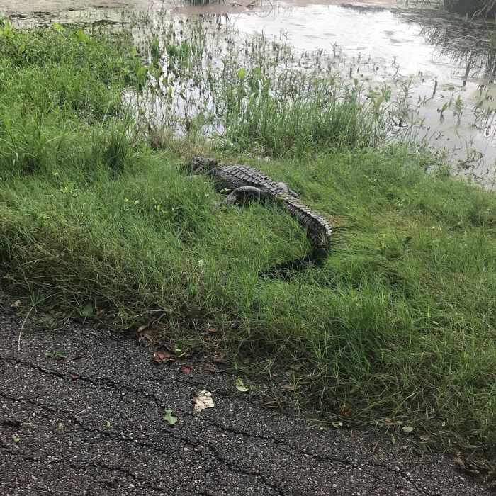 Alligator along Creekfield Lake. Near Creekfield Lake ADA Interpretive Trail
