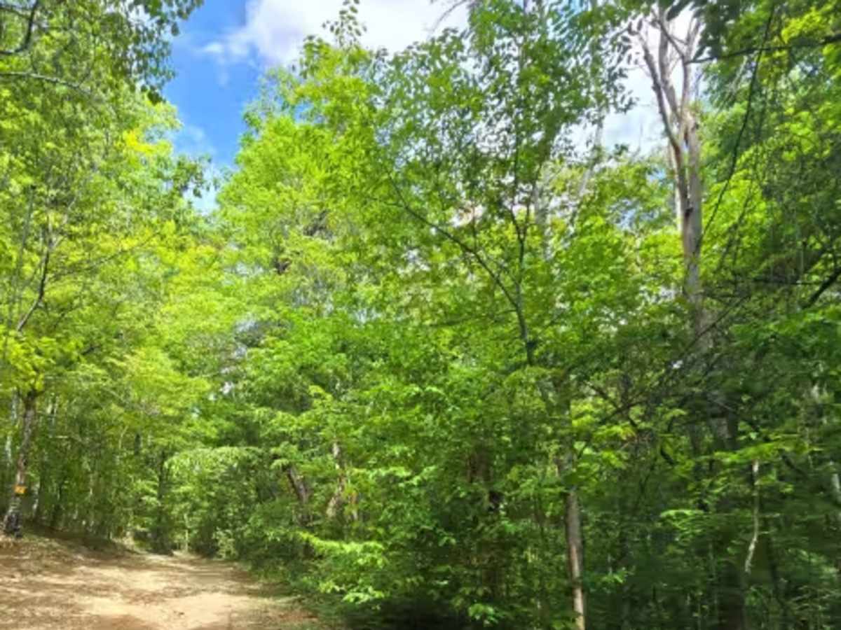 Trail 1 photo 5