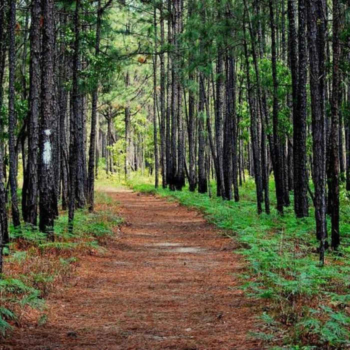 The Palmetto Trail travels through gorgeous green forests. Near Palmetto Trail (Halfway Creek Rd) Mile Marker 6-12