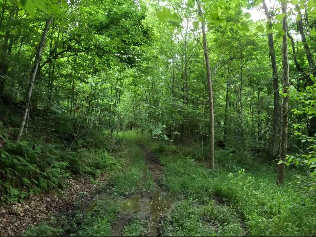 W13A trail photo
