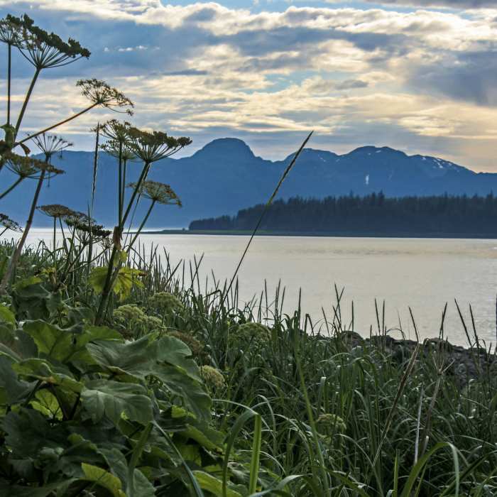 The Beach Trail offers a lovely view of a place where the mountains meet the sea. Near Point Gustavus