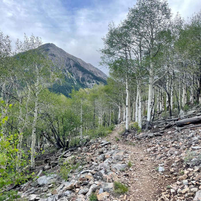 Near Colorado Trail: Collegiate West Segment 2