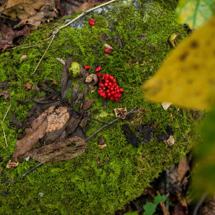 Near Trombatore Trail Near Trombatore Trail