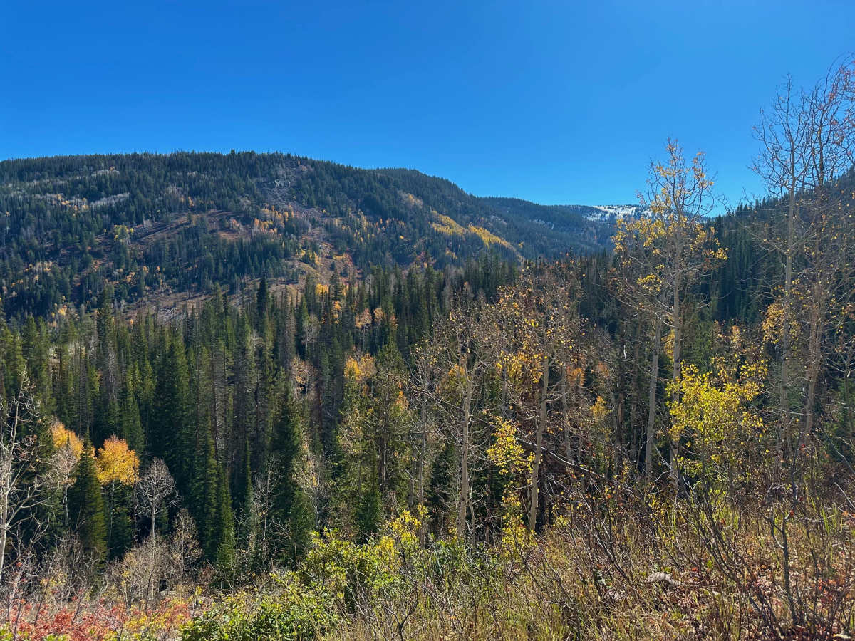 Red Pine Trail photo 4