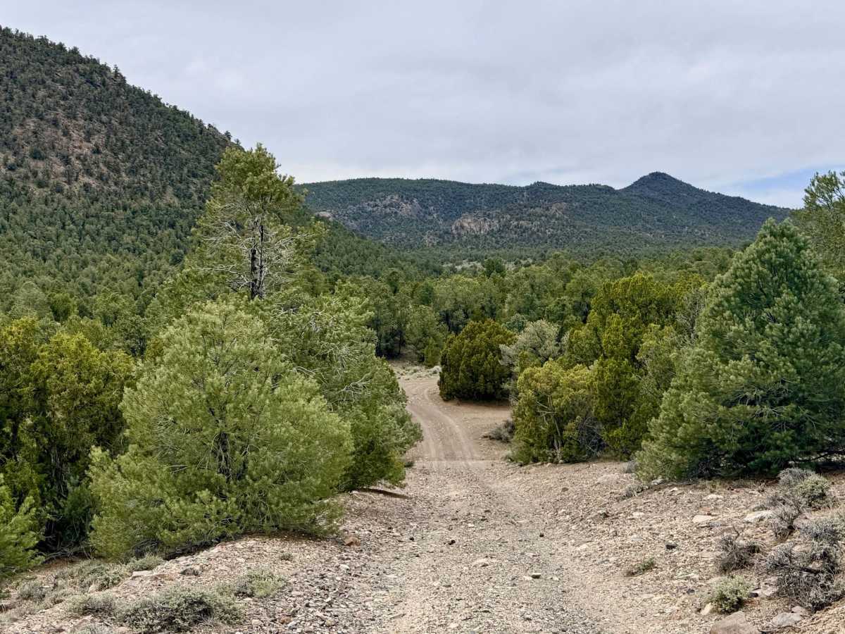 Trail Canyon - FS 43312 photo 3