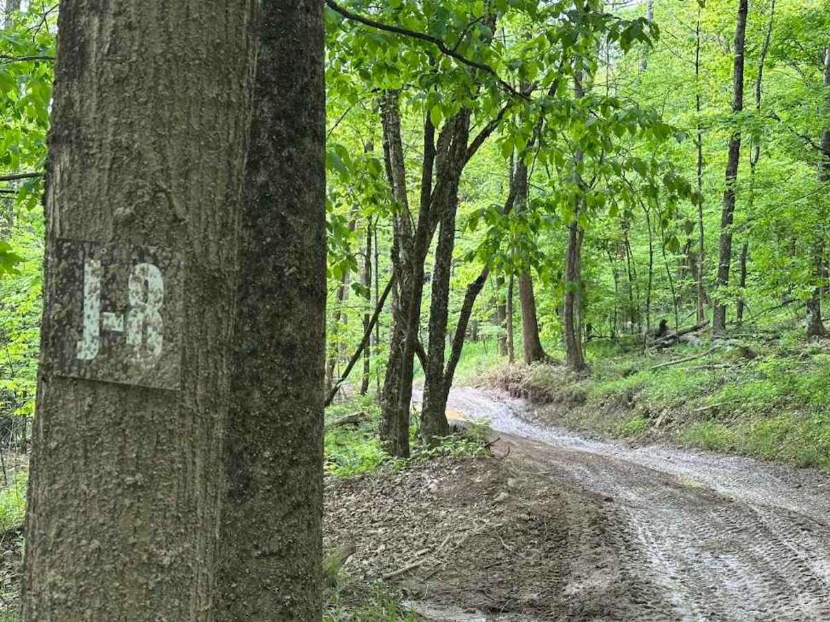 J Green trail photo
