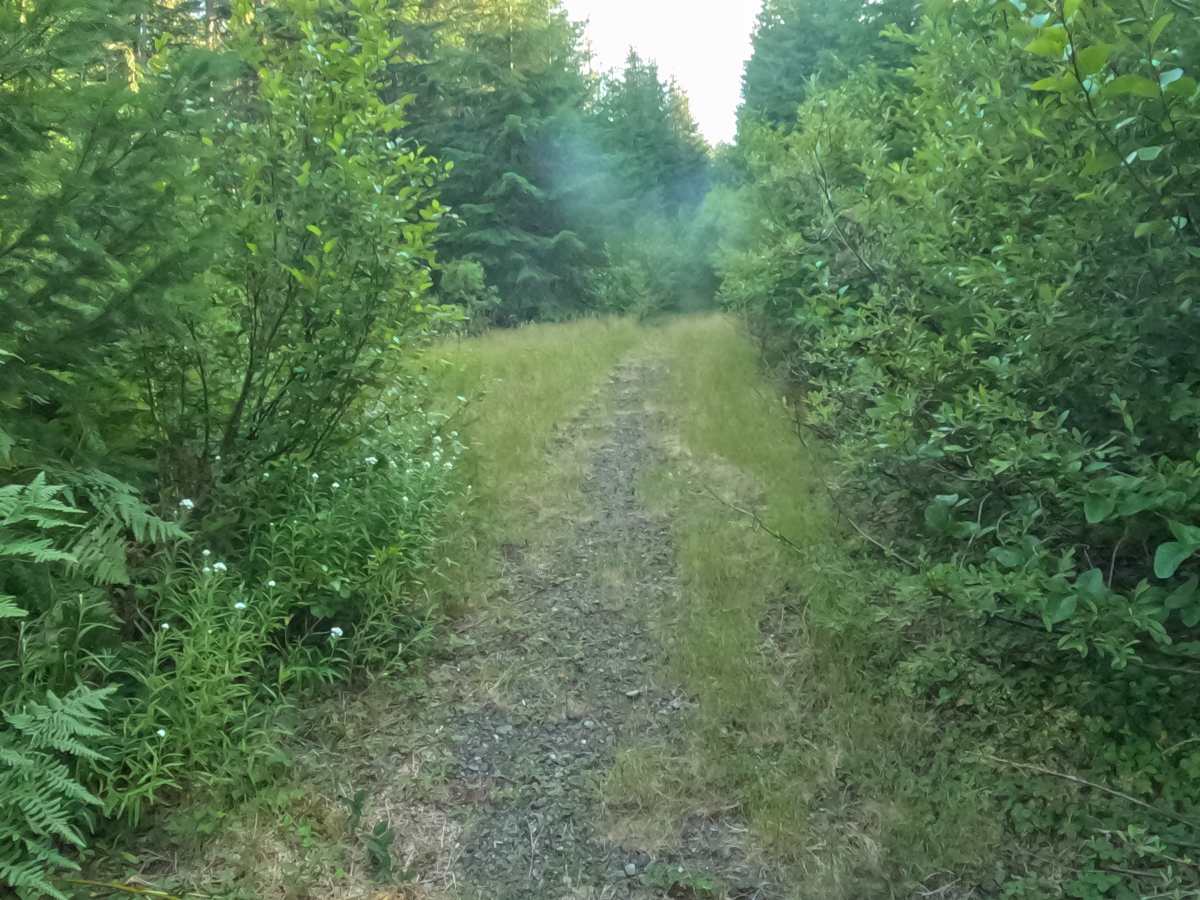 Camp Creek Road - FS 2266-330 photo 4