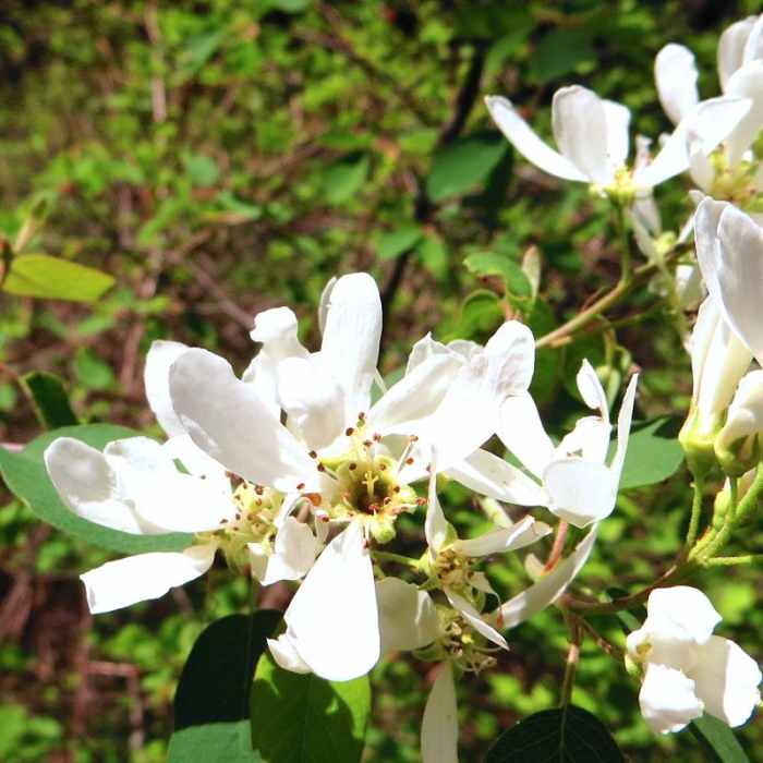 Near Metolius River Trail West