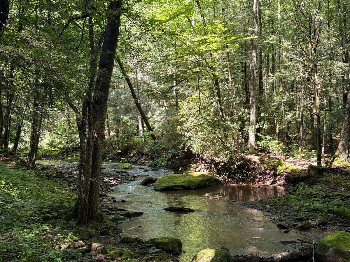 Hills Creek Road photo 3