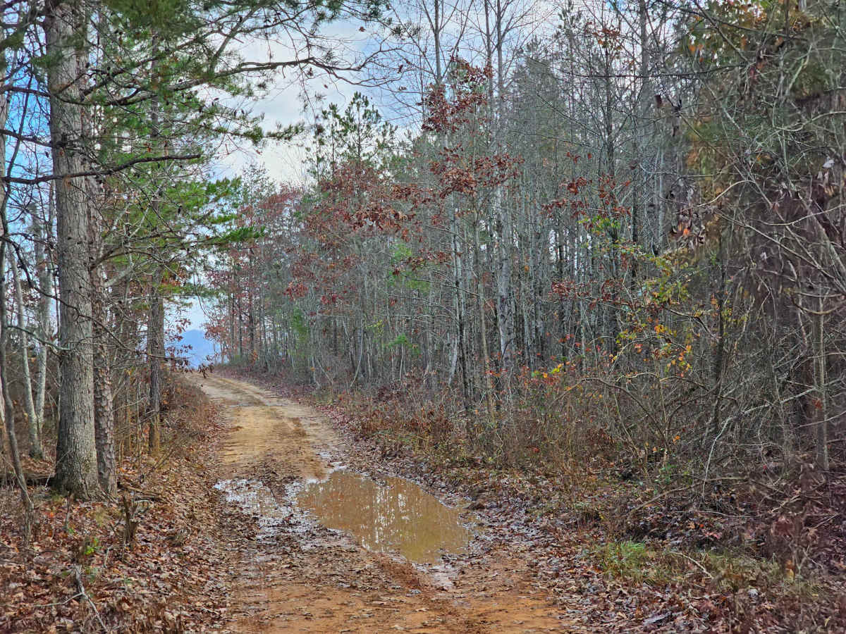 Mule Trail photo 5