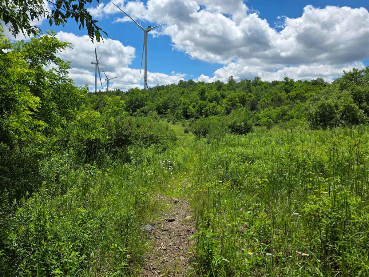 Single Track WW trail photo