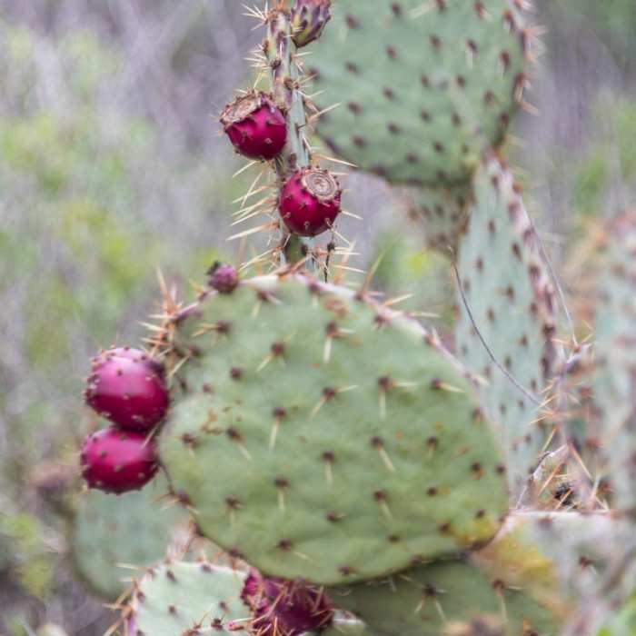 Near Annie's Canyon Trail via North Rios Trail