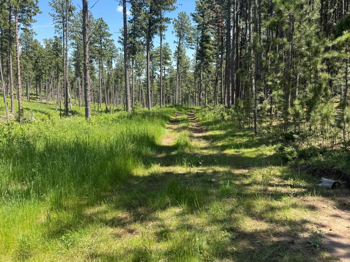 Forbes Gulch Br 1a - FSR 169.1A photo 5