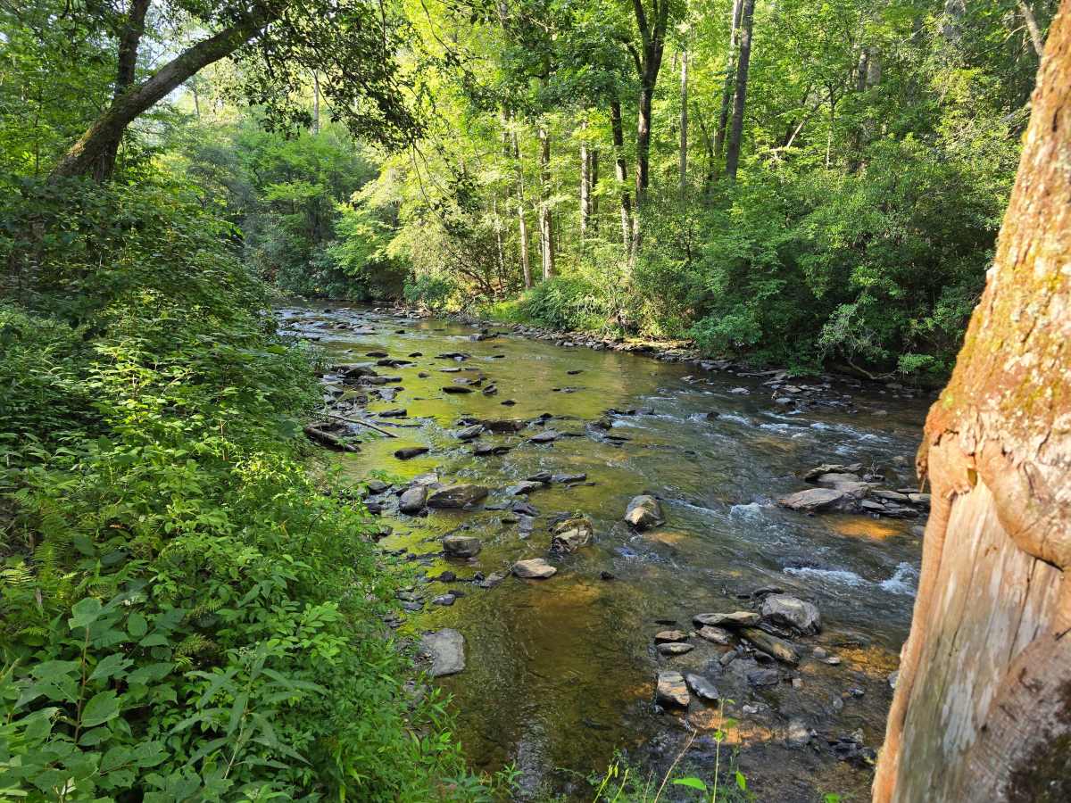 Grapevine Branch - FS 764 photo 5