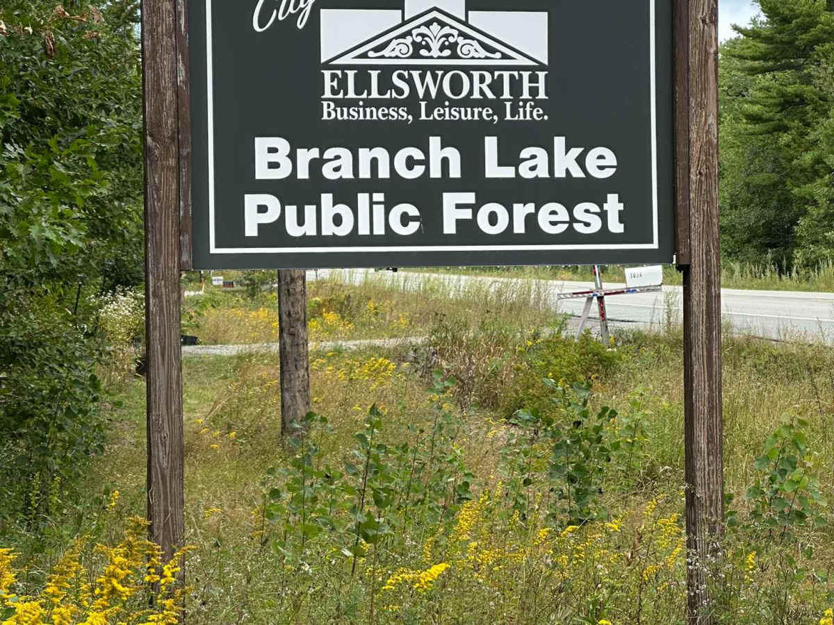 Branch Lake Forest Access Road photo 2