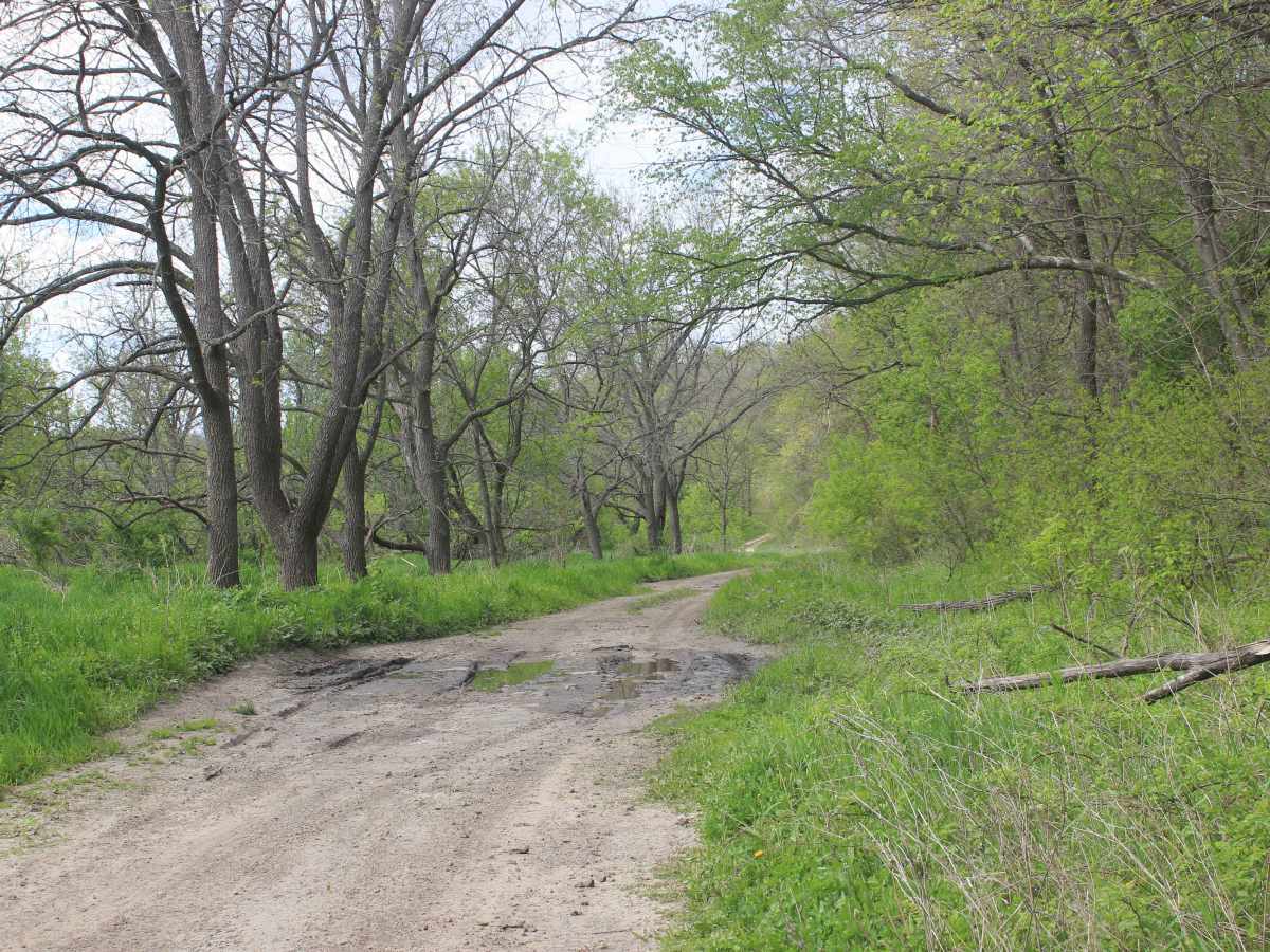Big Springs Old Log Road photo 6