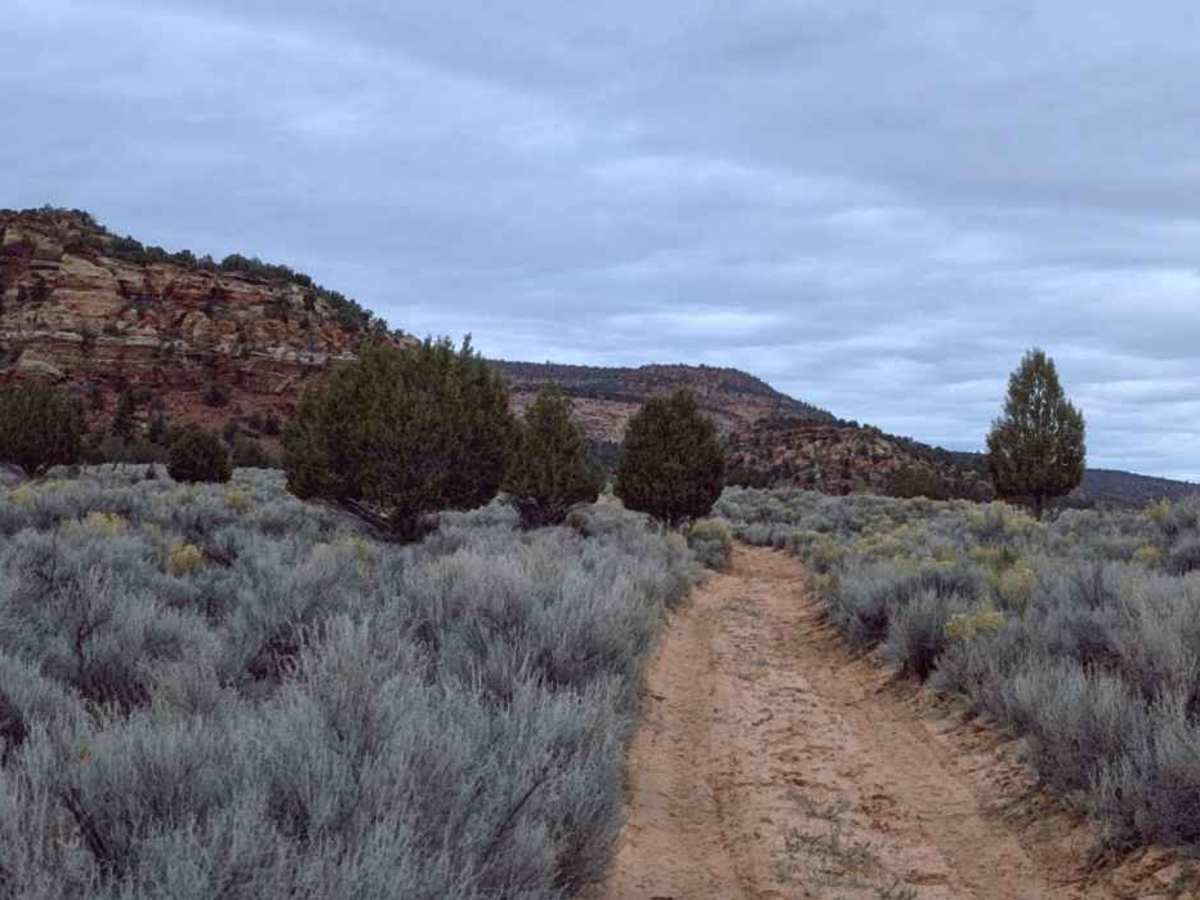 Rose Canyon - BLM M4156 trail photo