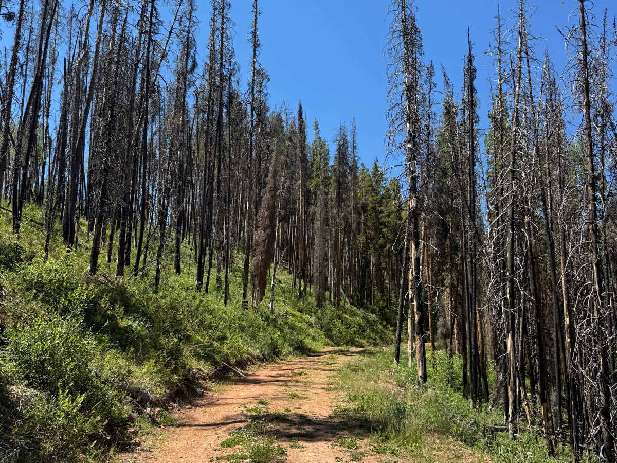 FS 417 trail photo