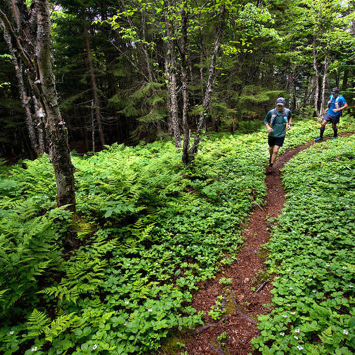 Late June Bunch berries in bloom. Near Cape Chignecto Provincial Park Loop