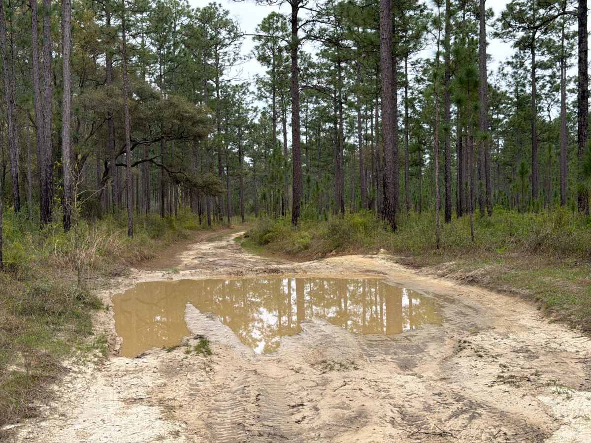 J 81 trail photo