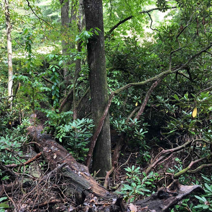 View of the Bent Creek along the trail Near Bent Creek Road