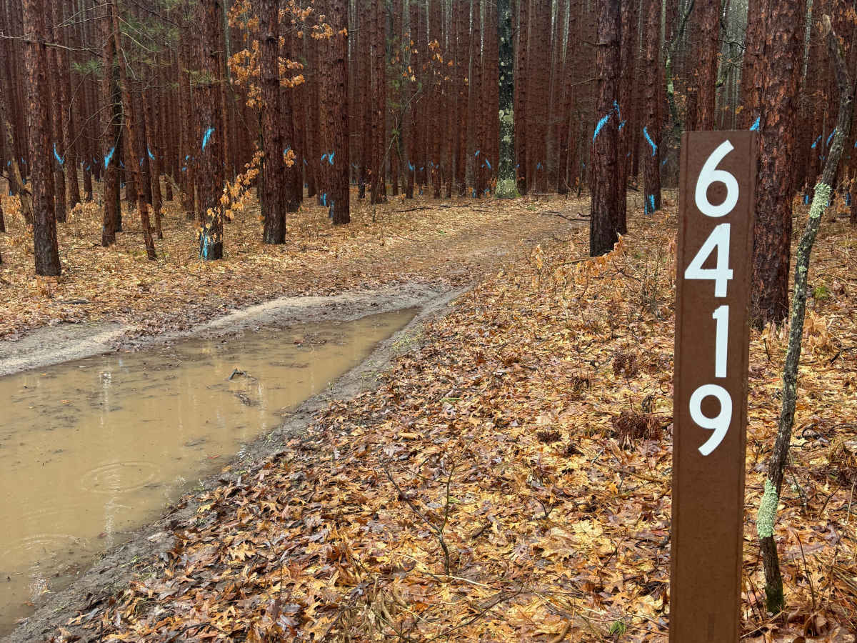 NFS 6419 trail photo