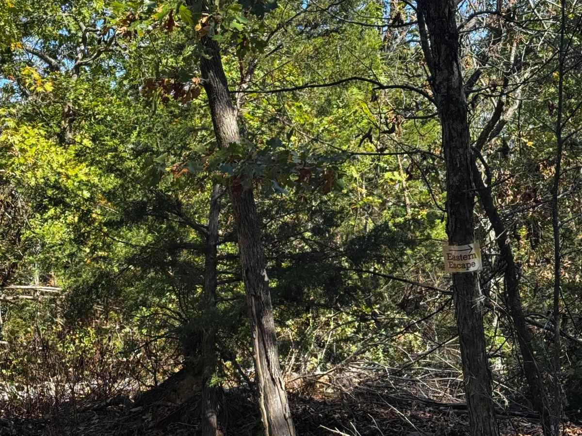 Wow Cut to Eastern photo 2
