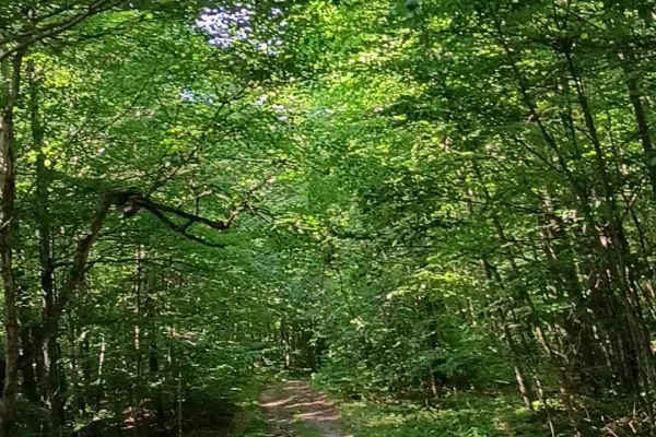 Lincoln Gap Trail