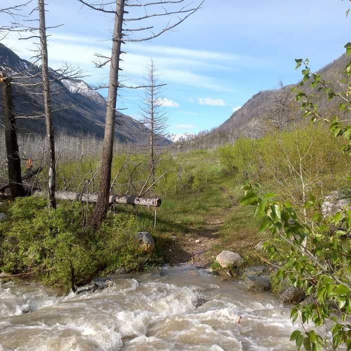 This crossing is tough when you are hiking at high water, as my dad and I did last week. If you don't want to get wet, though, you can walk across tree trunks that have fallen across the river. Near West Fork Boulder River