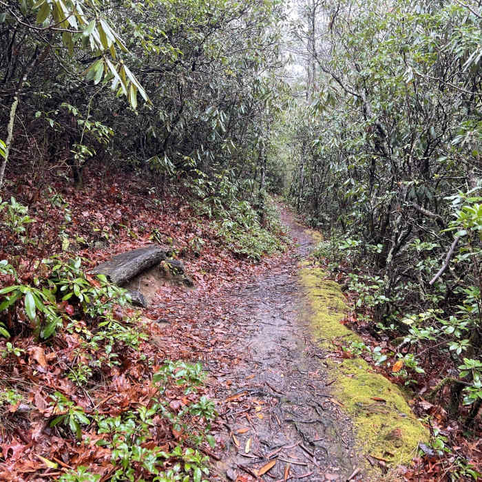 Near Elkmont Nature Trail
