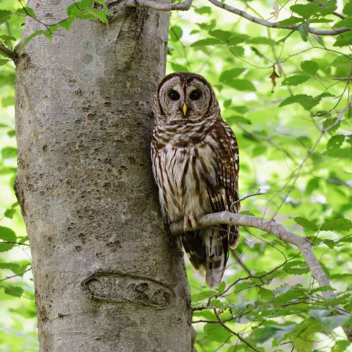 Owl in a Tree Near Old Mill via Jemison Park Trail