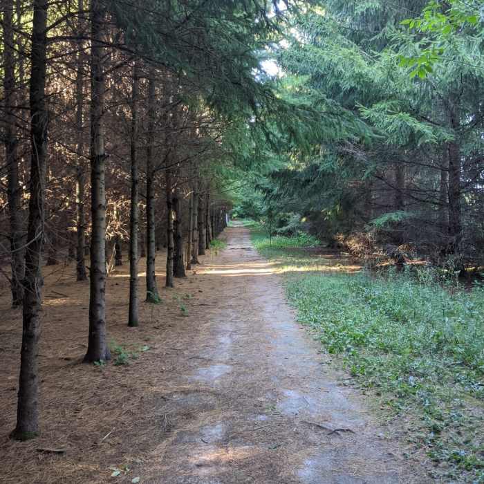 Near Ice Age Trail: Loew Lake Segment