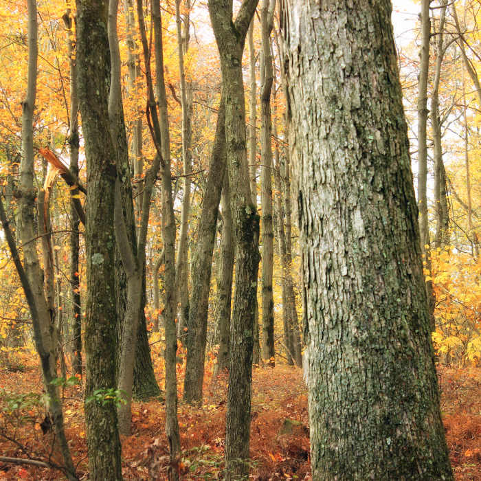Near Top Mountain Trail