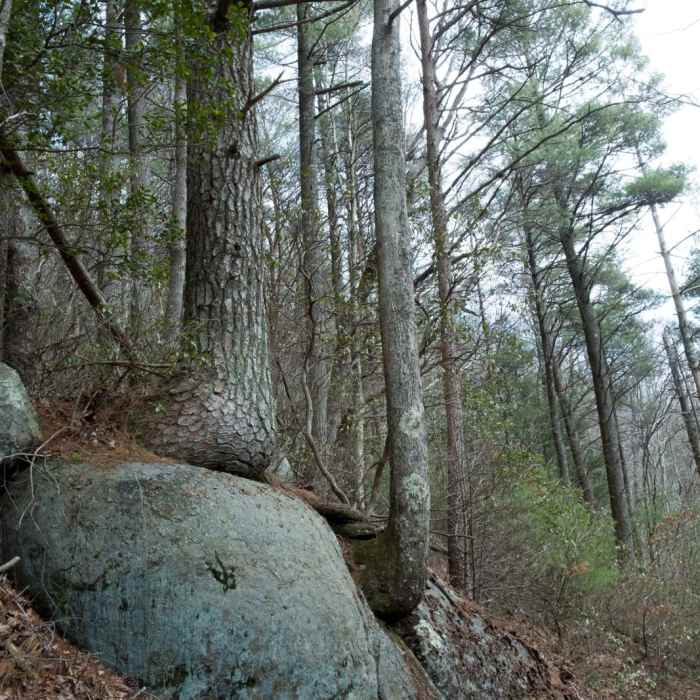 Near Grassy Mountain Loop via Emery Creek