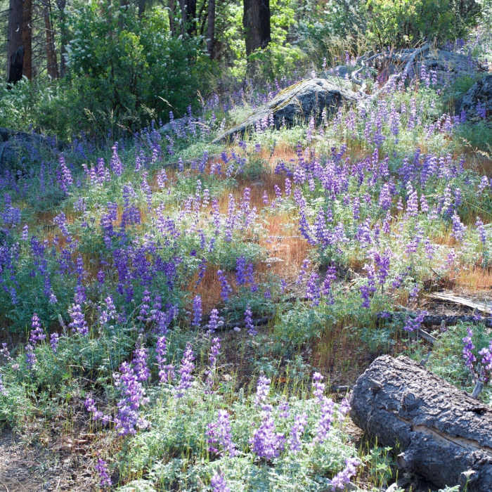 Near Poopenaut Valley Trail