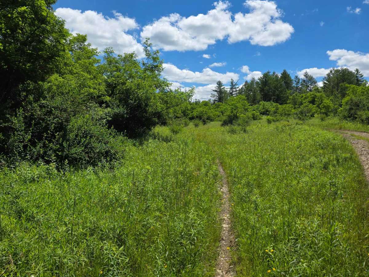Single Track PP trail photo