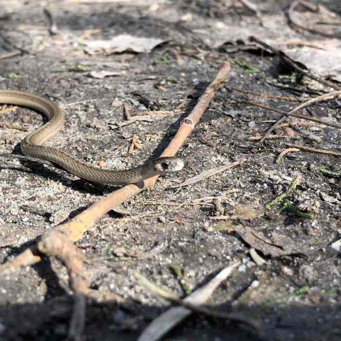 My son found this little guy on the trail, we think it's a North American Racer. Near Cheney Lake Main Trail