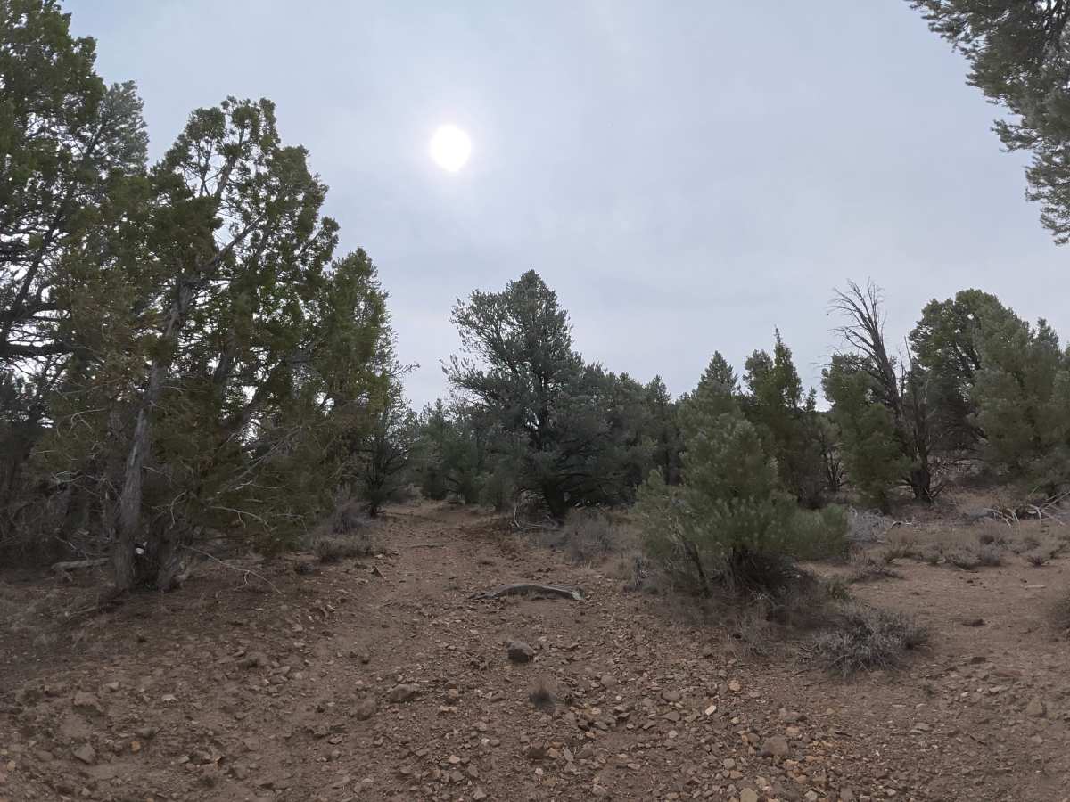Masonic Disp 11 trail photo