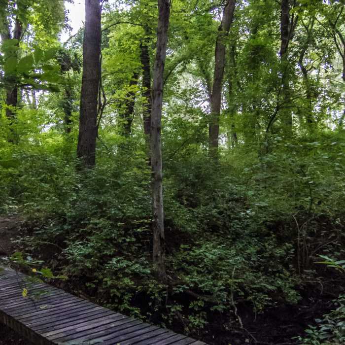 The vines on the tall trees make this area look very rainforest like. Near Beaver Brook Loop
