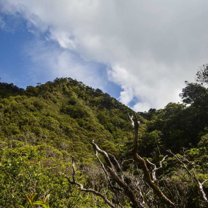 Near Kulana'ahane Trail Near Kulana'ahane Trail