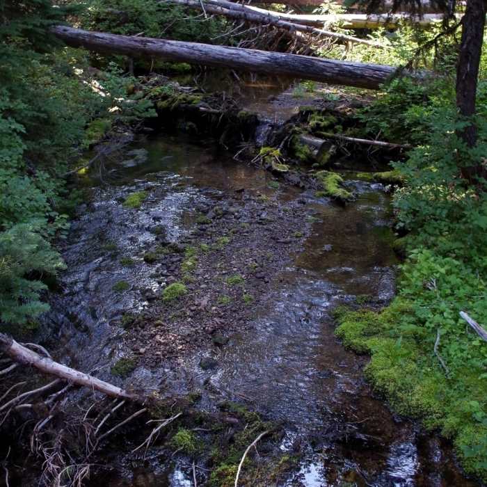 Fret Creek Near Fret Creek Trail #456A