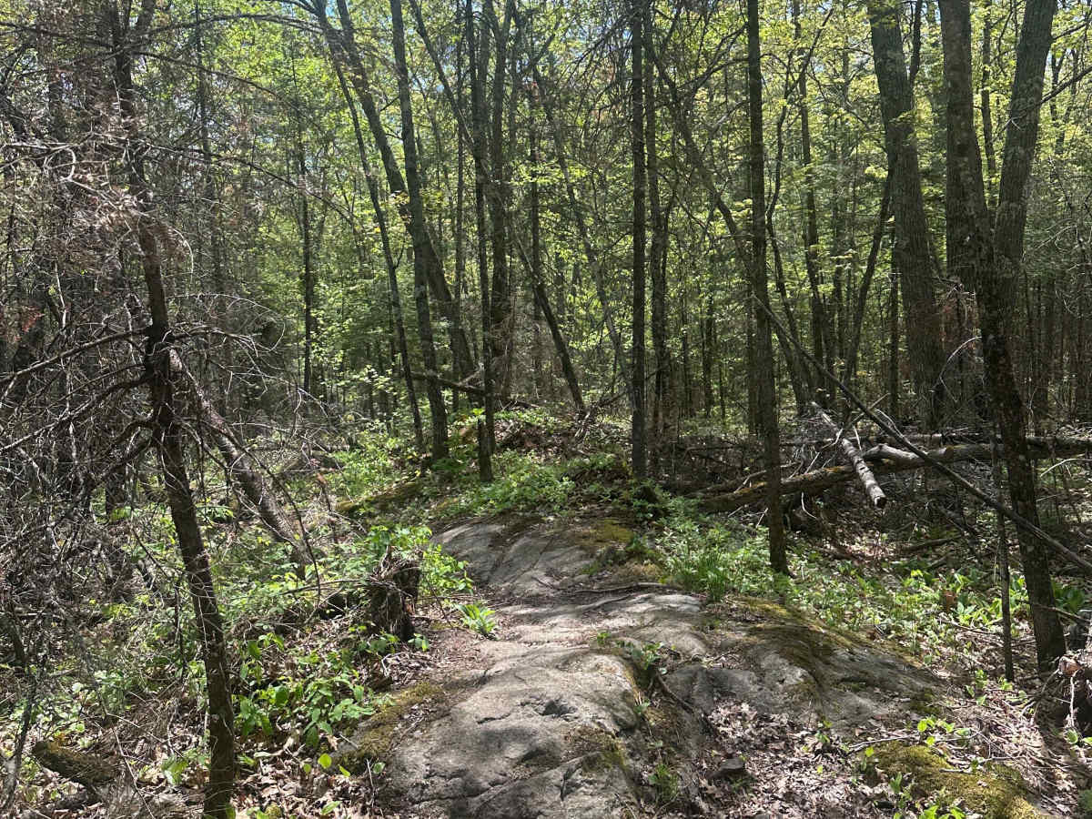 Lizzy (M25 Section 1) trail photo