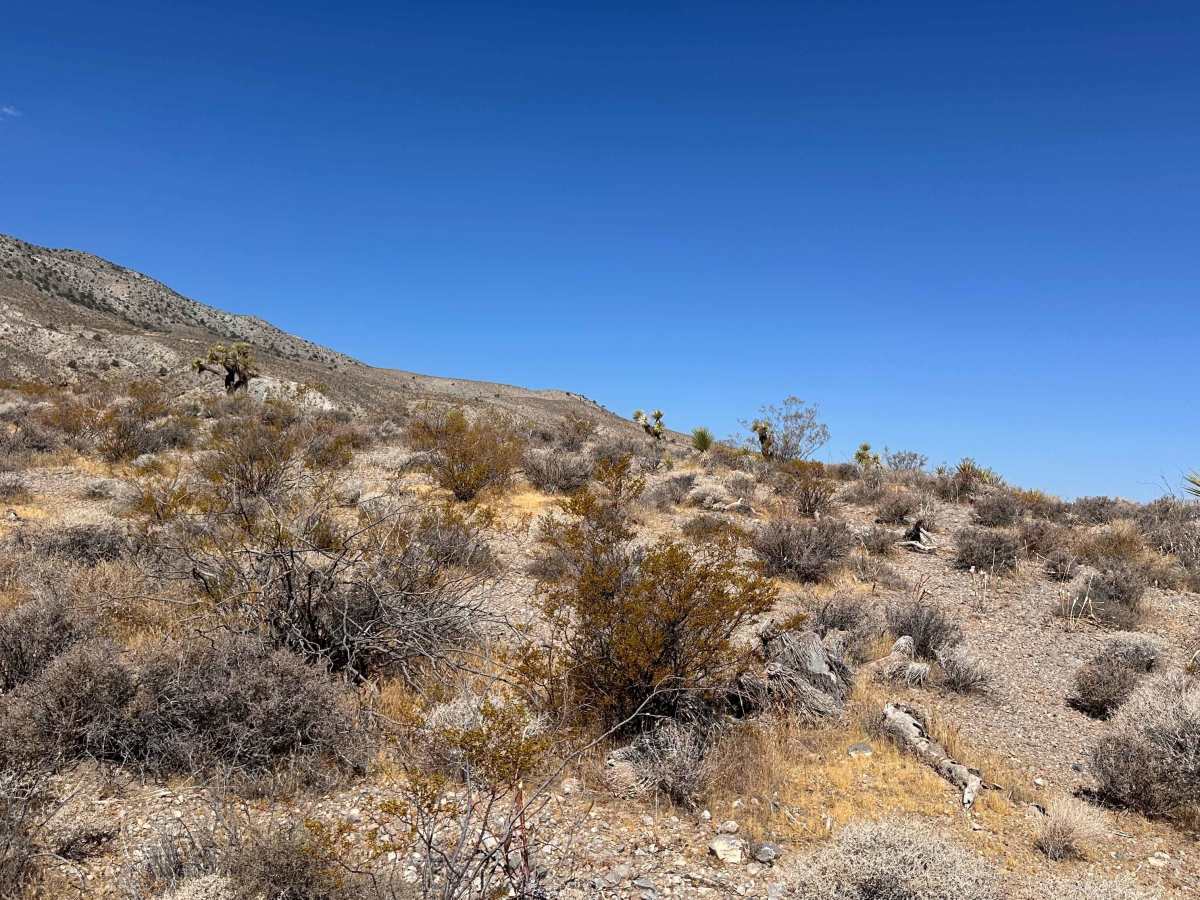 Widowmaker Gulch photo 5